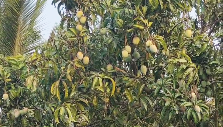 Mango Orchard Bliss