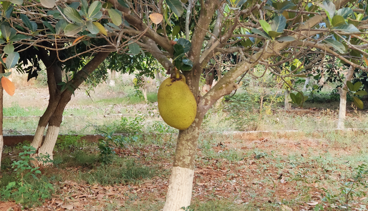 Tropical Harvest Garden